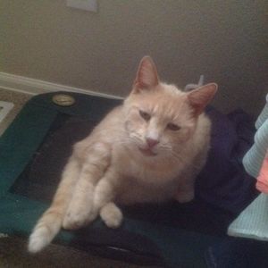 Meet your Posher, Cats